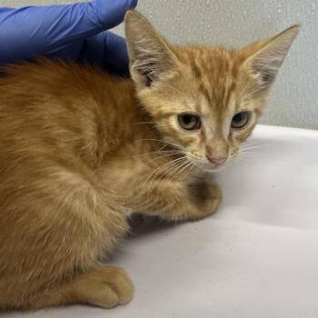 Bravo -  Domestic Short Hair Cat for Adoption in Tampa, Florida - Bravo | PetCurious