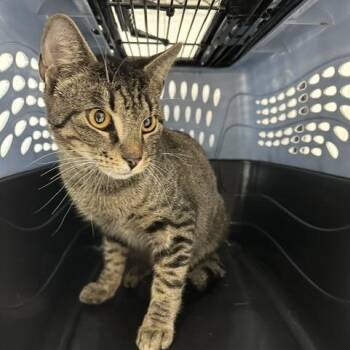 Bug -  Domestic Short Hair Cat for Adoption in Indianapolis, Indiana - Bug | PetCurious