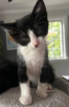 Pickles & White Stripe- love other cats - in foster care -  Domestic Short Hair and Tuxedo Cat for Adoption in Mendham Township, New Jersey - Pickles & White Stripe- Love Other Cats - In Foster Care | PetCurious