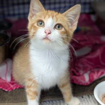 Rescue Domestic Short Hair Cats for Adoption in Milford, Iowa - Sammy | PetCurious