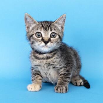Miso -  Domestic Short Hair Cat for Adoption in Franklin, Tennessee - Miso | PetCurious
