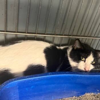 Domestic Short Hair Cats Available for Adoption in Corsicana, Texas - C46475 | PetCurious