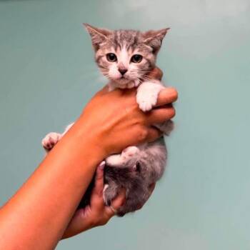 Sully in Chestertown, MD -  Domestic Short Hair Cat for Adoption - Sully In Chestertown, MD | PetCurious
