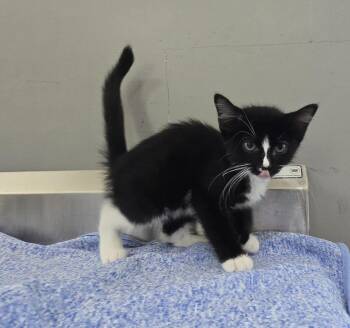 Buffy -  Domestic Short Hair Cat for Adoption in Dickson, Tennessee - Buffy | PetCurious