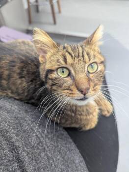 Hendrix -  Domestic Short Hair Cat Available for Adoption in Arthur, Ontario - Hendrix | PetCurious