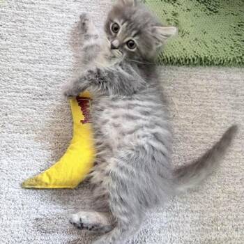 Tabby and Russian Blue Cats Available for Adoption in Grand Rapids, Michigan - Corn | PetCurious
