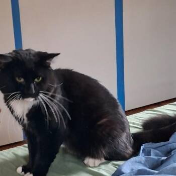 Bruce Wayne -  Domestic Long Hair and Himalayan Cat for Adoption in Chicago, Illinois - Bruce Wayne | PetCurious