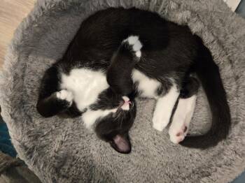 Marimba -  Domestic Short Hair Cat for Adoption in Bethel Park, Pennsylvania - Marimba | PetCurious