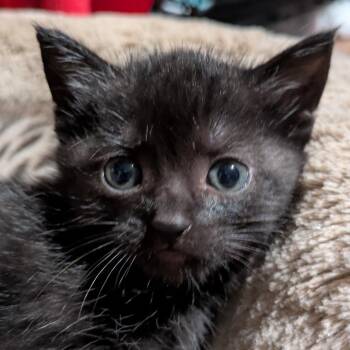 Obsidian Fury -  Domestic Short Hair Cat for Adoption in Franklin, Tennessee - Obsidian Fury | PetCurious