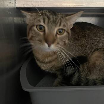 Cassian -  Domestic Short Hair Cat for Adoption in West Des Moines, Iowa - Cassian | PetCurious