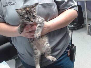 KATARA -  Domestic Short Hair Cat for Adoption in Albuquerque, New Mexico - KATARA | PetCurious