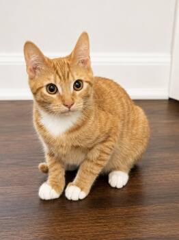 Ryobi -  Domestic Short Hair and Tabby Cat for Adoption in Greensboro, North Carolina - Ryobi | PetCurious