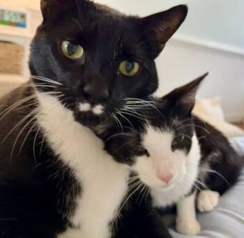 Artemis + Fitz (The Odd Couple) (in foster) -  Domestic Short Hair Cat for Adoption in Alexandria, Virginia - Artemis + Fitz (The Odd Couple) (in Foster) | PetCurious