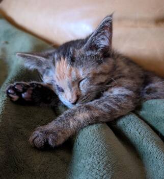 Candy -  Torbie Cat for Adoption in Ypsilanti, Michigan - Candy | PetCurious