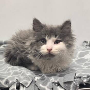 Domestic Long Hair Cats Available for Adoption in Fort Wayne, Indiana - Teddy | PetCurious