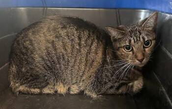 Susan -  Domestic Short Hair Cat for Adoption in Nashville, Tennessee - Susan | PetCurious