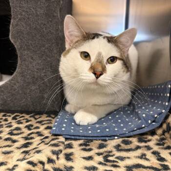 Domestic Short Hair Cats Available for Adoption in Flagstaff, Arizona - Smudge - Extra Friendly Boy! | PetCurious