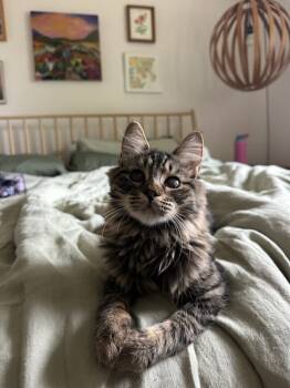 Rescue Domestic Medium Hair Cats for Adoption in Bonsall, California - Ozzie 4915 | PetCurious