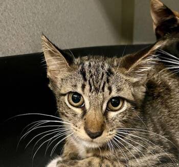 Domestic Short Hair Cats Available for Adoption - Stella | PetCurious