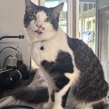 Gizzy -  Domestic Medium Hair Cat for Adoption in Long Beach, California - Gizzy | PetCurious