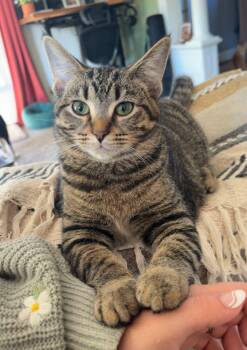 Rescue Domestic Short Hair Cats for Adoption in Cortland, Ohio - Soba | PetCurious