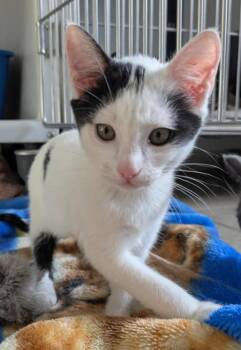 Zoey -  Domestic Short Hair Cat for Adoption in Eureka, California - Zoey | PetCurious
