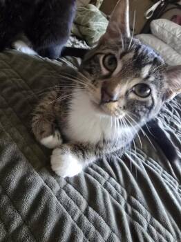 Windex -  Tabby Cat for Adoption - Windex | PetCurious