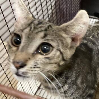 Leonard -  Domestic Short Hair Cat for Adoption in Yuma, Arizona - Leonard | PetCurious