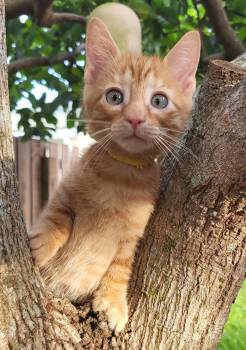 Papaya -  Domestic Short Hair Cat for Adoption in Sunrise, Florida - Papaya | PetCurious