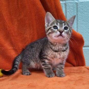 Ember -  Domestic Short Hair Cat Available for Adoption in Bucyrus, Ohio - Ember | PetCurious