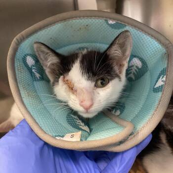 Indigo -  Domestic Short Hair Cat for Adoption in Marshall, Virginia - Indigo | PetCurious