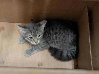 HOKKAIDO -  Domestic Short Hair Cat for Adoption in Kent, Washington - HOKKAIDO | PetCurious