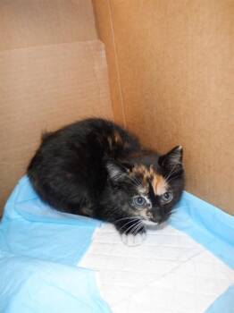 Domestic Short Hair Cats Available for Adoption in San Jose, California - A1408134 | PetCurious
