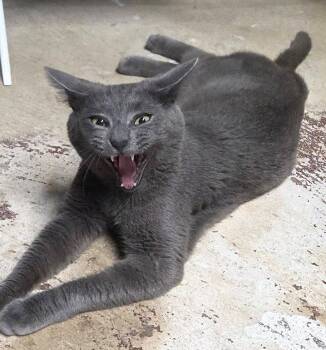 Nigel -  Domestic Short Hair Cat for Adoption in Trenton, New Jersey - Nigel | PetCurious