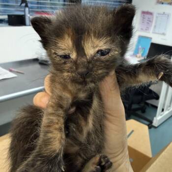 Mo Money 13 -  Domestic Short Hair Cat for Adoption in Austin, Texas - Mo Money 13 | PetCurious