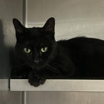 American Electric Power -  Domestic Medium Hair Cat for Adoption in Charleston, West Virginia - American Electric Power | PetCurious
