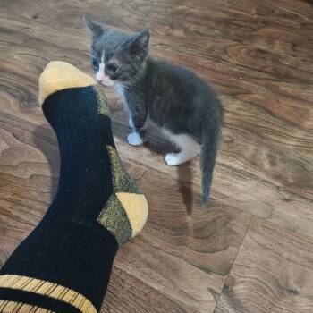 Iris -  Domestic Short Hair Cat for Adoption in Las Cruces, New Mexico - Iris | PetCurious
