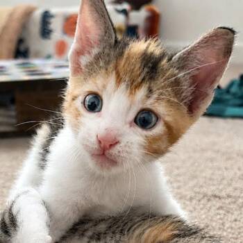 Zinnia 10 -  Domestic Short Hair Cat for Adoption in Austin, Texas - Zinnia 10 | PetCurious