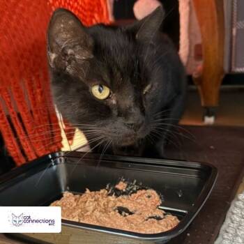 Rescue American Shorthair Cats for Adoption in New York, New York - Blackie | PetCurious