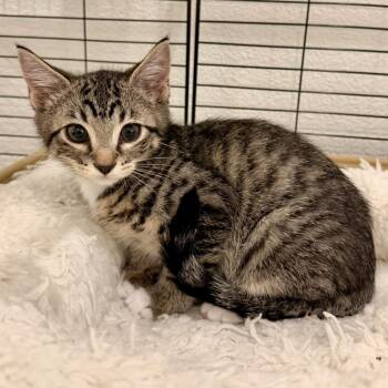 Wolf -  Domestic Short Hair Cat for Adoption in Bentonville, Arkansas - Wolf | PetCurious