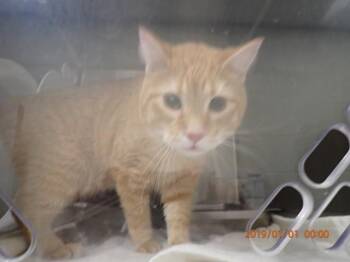 TAYLOR -  Domestic Short Hair Cat for Adoption in St. Peters, Missouri - TAYLOR | PetCurious