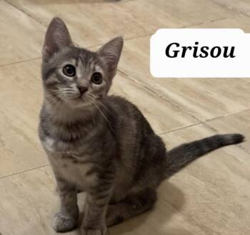 Egyptian Mau Cats Available for Adoption in Brampton, Ontario - Grisou | PetCurious