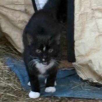 Domestic Short Hair Cats Available for Adoption in Rochester, Minnesota - Wick | PetCurious