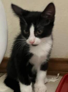 Mister Pete -  Domestic Short Hair Cat for Adoption in San Antonio, Texas - Mister Pete | PetCurious