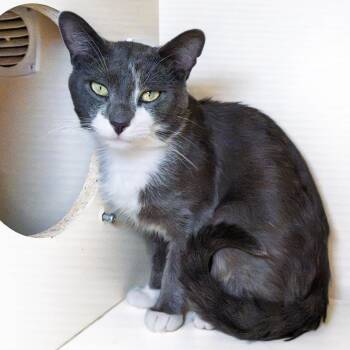 Bowser -  Domestic Short Hair Cat for Adoption in South Elgin, Illinois - Bowser | PetCurious