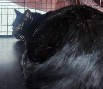 Domestic Short Hair Cats Available for Adoption in Fort Lauderdale, Florida - MISO | PetCurious