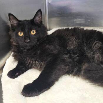 Domestic Long Hair Cats Available for Adoption in Medford, Oregon - Franz | PetCurious