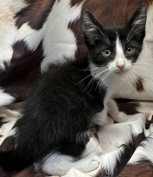 Domestic Short Hair and Tabby Cats Available for Adoption in San Diego, California - Bodesandwich | PetCurious