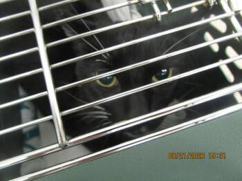 Solar(681) -  Domestic Short Hair Cat for Adoption in Marietta, Georgia - Solar(681) | PetCurious