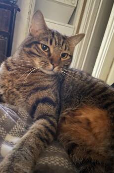 Courtesy Listing- Baki & Goober -  Domestic Short Hair Cat for Adoption in Carthage, North Carolina - Courtesy Listing- Baki & Goober | PetCurious